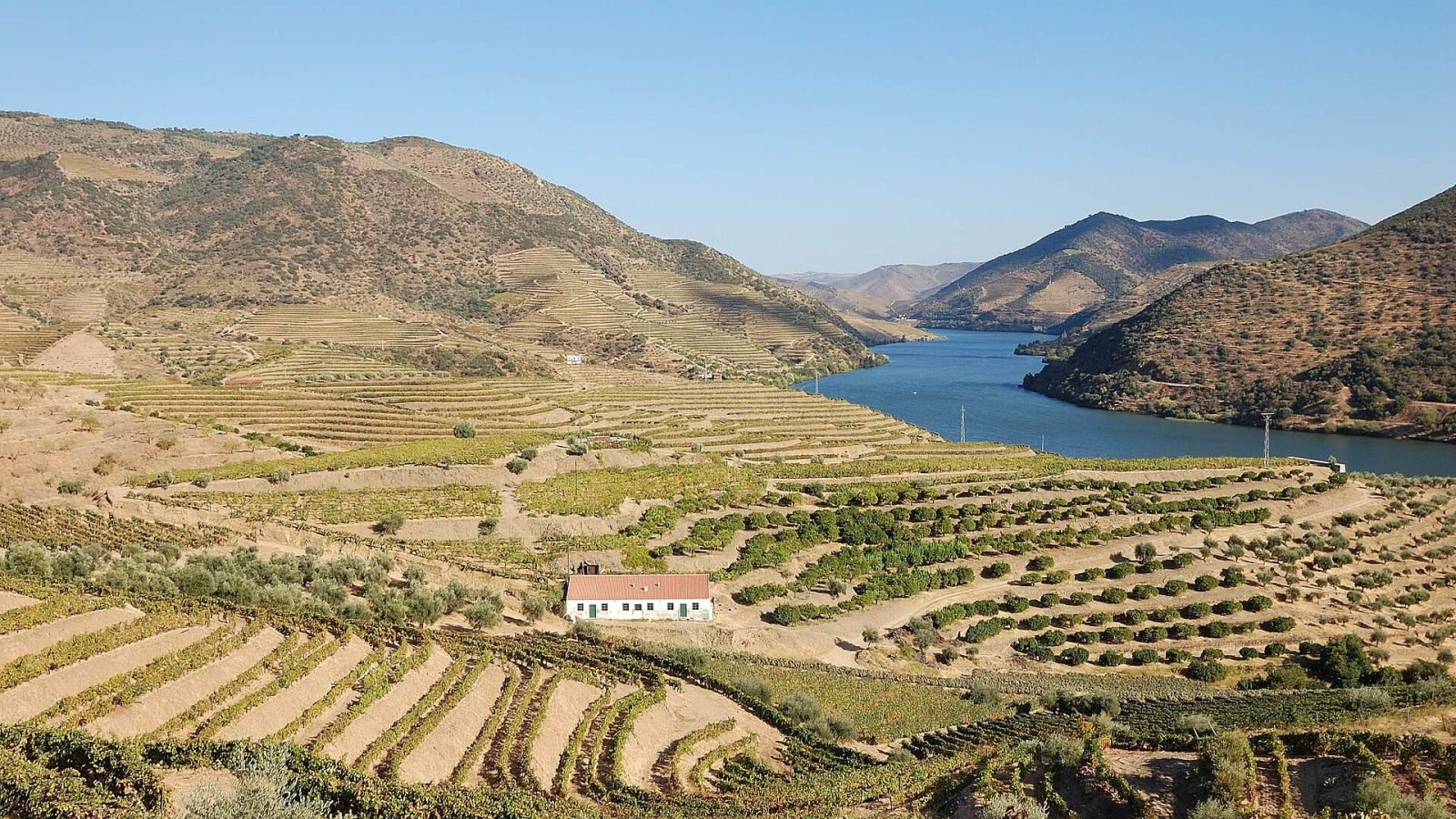 A wide view of terraced vineyards above the Douro River