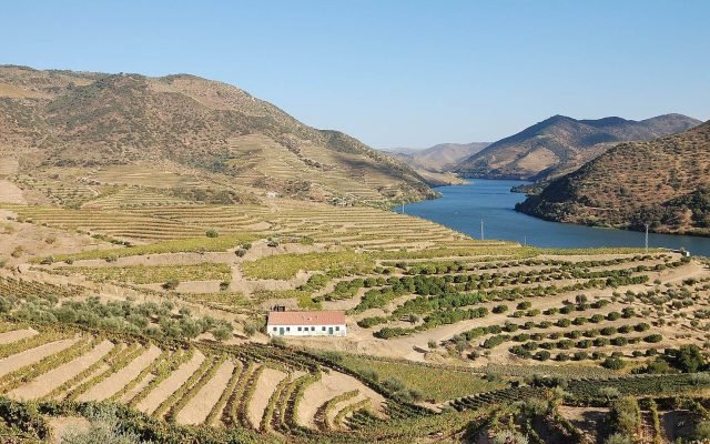 A wide view of terraced vineyards above the Douro River