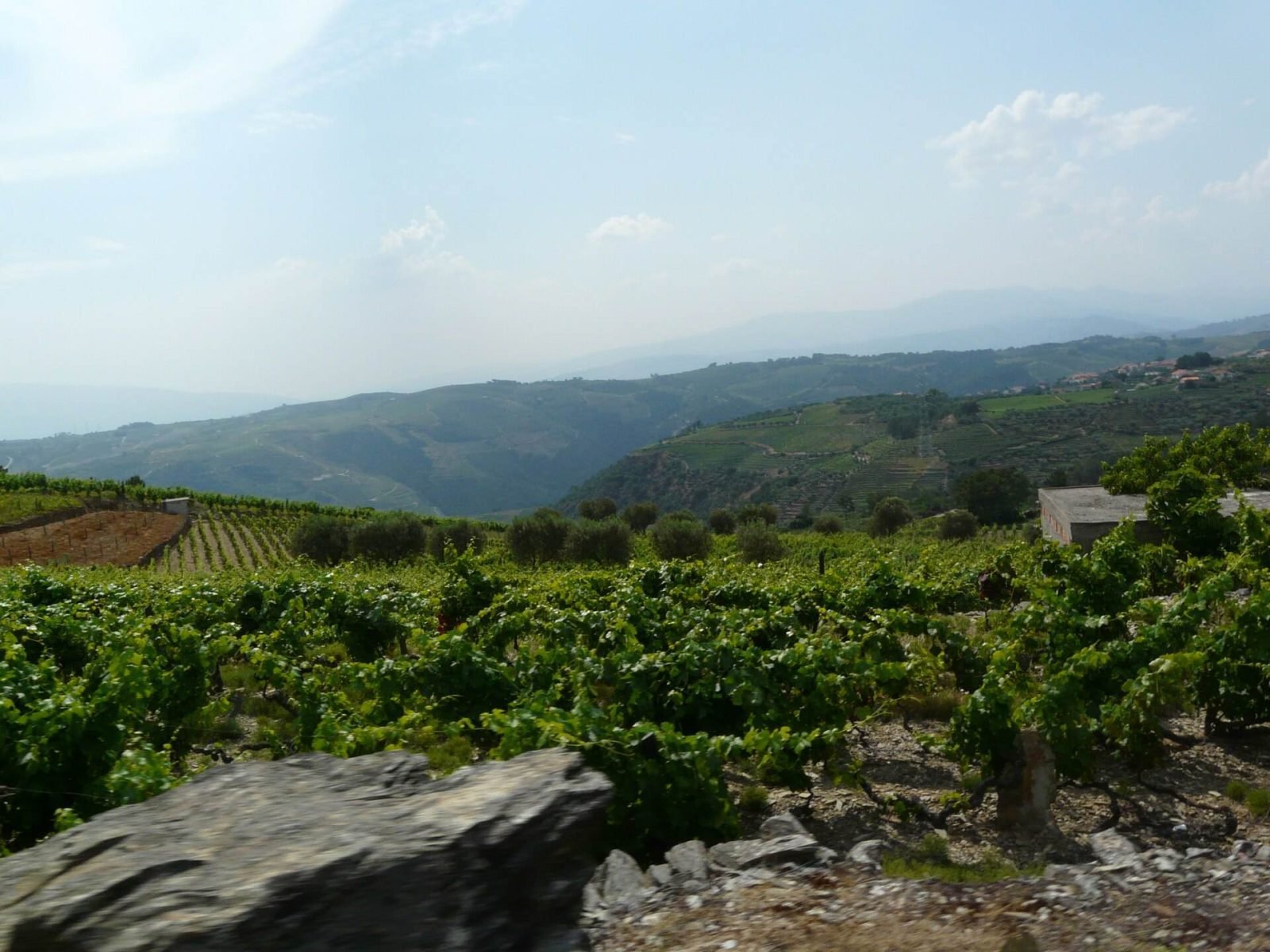 Rows of vines on rocky schist terraces in the Douro Valley