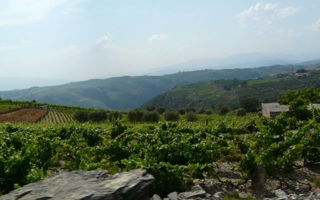 Rows of vines on rocky schist terraces in the Douro Valley